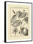 Vintage Botanical Study III-Sellier-Framed Stretched Canvas