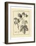 Vintage Botanical Study IV-Sellier-Framed Art Print