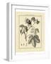 Vintage Botanical Study IV-Sellier-Framed Art Print