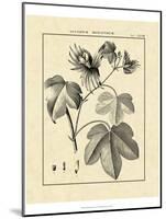 Vintage Botanical Study IV-Sellier-Mounted Art Print