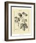 Vintage Botanical Study IV-Sellier-Framed Art Print