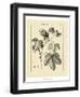 Vintage Botanical Study IV-Sellier-Framed Art Print