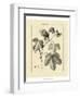 Vintage Botanical Study IV-Sellier-Framed Art Print