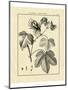 Vintage Botanical Study IV-Sellier-Mounted Art Print