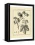 Vintage Botanical Study IV-Sellier-Framed Stretched Canvas