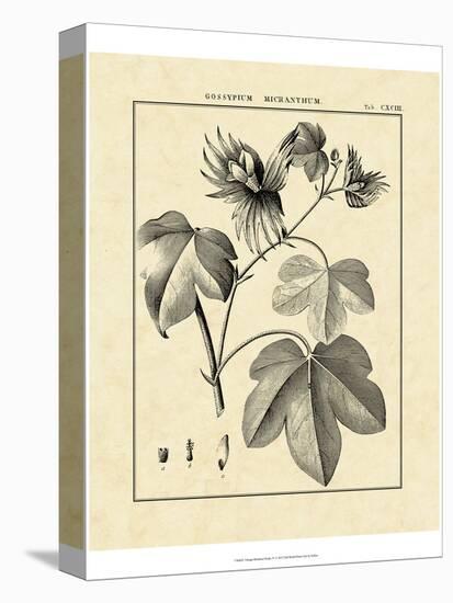 Vintage Botanical Study IV-Sellier-Stretched Canvas