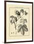 Vintage Botanical Study IV-Sellier-Framed Art Print