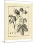 Vintage Botanical Study IV-Sellier-Mounted Art Print