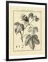 Vintage Botanical Study IV-Sellier-Framed Art Print