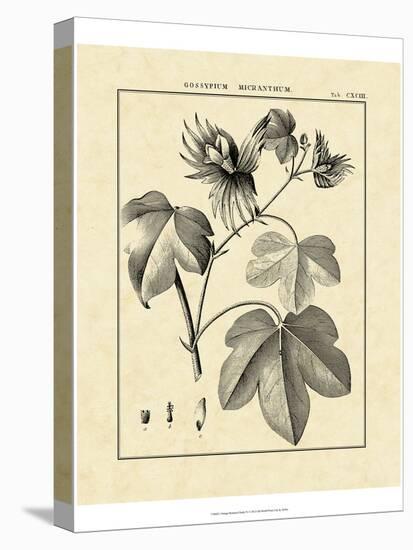 Vintage Botanical Study IV-Sellier-Stretched Canvas