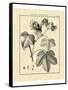 Vintage Botanical Study IV-Sellier-Framed Stretched Canvas