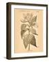 Vintage Botanical V-Gregory Gorham-Framed Art Print