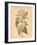 Vintage Botanical V-Gregory Gorham-Framed Art Print