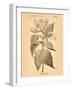 Vintage Botanical V-Gregory Gorham-Framed Art Print