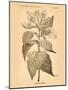 Vintage Botanical V-Gregory Gorham-Mounted Art Print