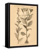 Vintage Botanical VI-Gregory Gorham-Framed Stretched Canvas