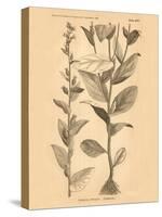 Vintage Botanical VI-Gregory Gorham-Stretched Canvas