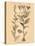 Vintage Botanical VI-Gregory Gorham-Stretched Canvas