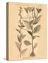 Vintage Botanical VI-Gregory Gorham-Stretched Canvas
