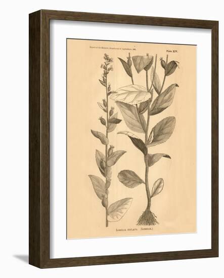 Vintage Botanical VI-Gregory Gorham-Framed Art Print