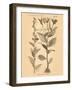 Vintage Botanical VI-Gregory Gorham-Framed Art Print