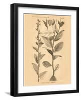 Vintage Botanical VI-Gregory Gorham-Framed Art Print