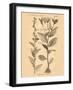 Vintage Botanical VI-Gregory Gorham-Framed Art Print