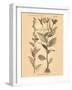 Vintage Botanical VI-Gregory Gorham-Framed Art Print