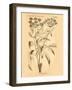 Vintage Botanical VII-Gregory Gorham-Framed Art Print