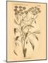 Vintage Botanical VII-Gregory Gorham-Mounted Art Print
