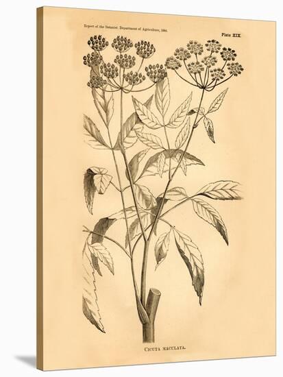 Vintage Botanical VII-Gregory Gorham-Stretched Canvas