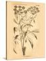 Vintage Botanical VII-Gregory Gorham-Stretched Canvas
