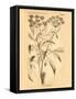 Vintage Botanical VII-Gregory Gorham-Framed Stretched Canvas