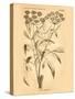 Vintage Botanical VII-Gregory Gorham-Stretched Canvas