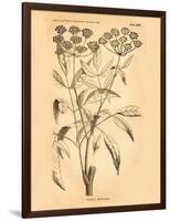 Vintage Botanical VII-Gregory Gorham-Framed Art Print