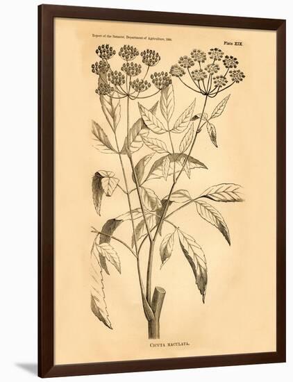 Vintage Botanical VII-Gregory Gorham-Framed Art Print