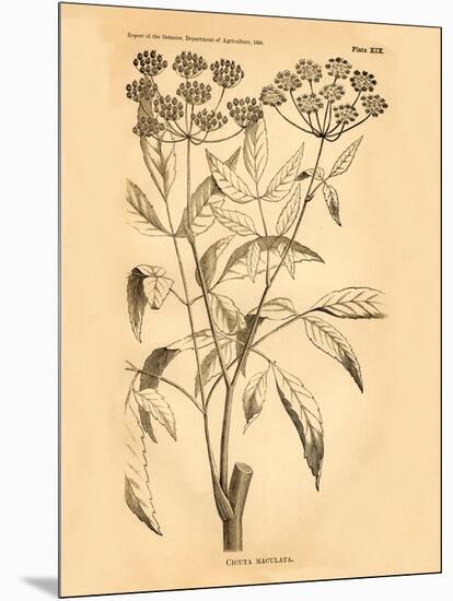 Vintage Botanical VII-Gregory Gorham-Mounted Art Print