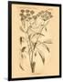 Vintage Botanical VII-Gregory Gorham-Framed Art Print