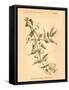 Vintage Botanical VIII-Gregory Gorham-Framed Stretched Canvas