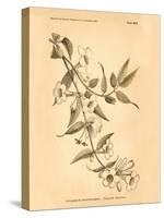 Vintage Botanical VIII-Gregory Gorham-Stretched Canvas