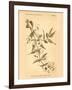 Vintage Botanical VIII-Gregory Gorham-Framed Art Print