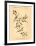 Vintage Botanical VIII-Gregory Gorham-Framed Art Print