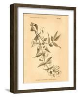 Vintage Botanical VIII-Gregory Gorham-Framed Art Print