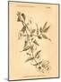 Vintage Botanical VIII-Gregory Gorham-Mounted Art Print