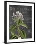 Vintage Botanical - Wildflower-Stephanie Monahan-Framed Giclee Print