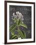 Vintage Botanical - Wildflower-Stephanie Monahan-Framed Giclee Print