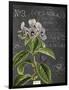 Vintage Botanical - Wildflower-Stephanie Monahan-Framed Giclee Print