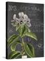 Vintage Botanical - Wildflower-Stephanie Monahan-Stretched Canvas