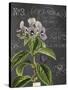 Vintage Botanical - Wildflower-Stephanie Monahan-Stretched Canvas