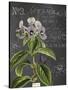 Vintage Botanical - Wildflower-Stephanie Monahan-Stretched Canvas